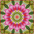 Healing Mandala 25